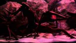 Video Südamerika Wurzelbiotop von ehemaliger User (u-7v708MGmg)