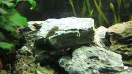 Video Prachtflossensauger von ehemaliger User (u3ibJQUQ8uM)