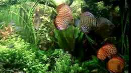 Video 375 l Diskus Pflanzenaquarium von ehemaliger User (u5bptFg5nQM)