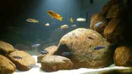 Video Mbuna biotop  von Aqua fan (uMA_GOtqgEc)