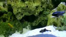 Video Mbunas von MF80 (uO7b5gel_VM)