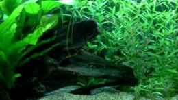 Video Aquarium 120x50x50 von qmman (uOR59bWXihQ)