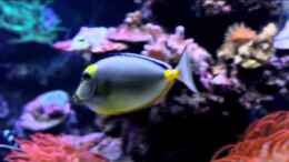 Video Unser kleines Riff von meerwasser-gb (uUUesKStSdM)