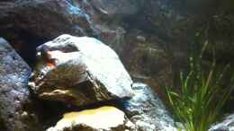 Video Paarungsritual C.borleyi von Michael Reiz (uZ7MpScu670)