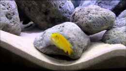 Video Labidochromis "yellow" von Hörnchen (ugEkncUa5DU)