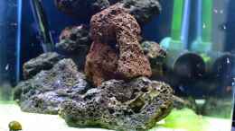 Video Gewusel bei den Halocaridina rubra von Acki50 (ugGrOGrKSjs)