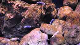 Video Mbuna World von Hörnchen (uuYLVfJFI4U)