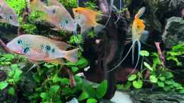 Video Michis Steinwürzel Aquarium von Michinet (v0iw1Adn3p4)