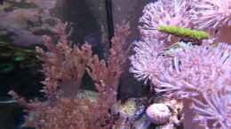 Video Video von Einrichtungsbeispiele.de von Manni1884 (v83G-UXmKKw)