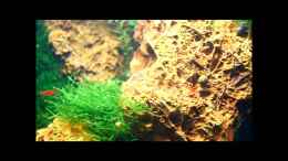 Video The stony leaves of Asia - Part 2 von ehemaliger User (v9Bs4NdNNQA)