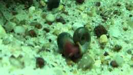 Video Erstes Leben von JoeHoe (vEIMAn5gu5E)