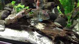 Video Geophagus Red Head breeding Gelege von NRW (vGC1H6TsnGQ)