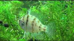 Video Scheibenbarsche von Susanne Axt (vKcQwzEy3bU)