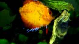 Video Diskusfisch laicht ab von ehemaliger User (vWmmBcMqMAM)