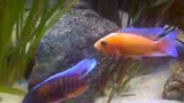 Video 540 L Malawi Becken von Florian Bandhauer (vXRfwWolJ1E)