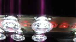 Video Amazonasdickicht von ManiacXL (va0a-ldl79k)