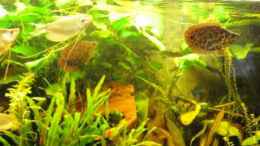 Video leopard Buschfische von Der Buschfisch (vbnPK9iX1G4)