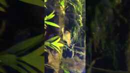 Video Die kleinen Red Fin in voller Pracht von Harald Kästner (veTjcVH0-1M)