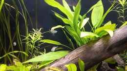 Video Hypessobrycon elachys von Fichte (vjLa-c2VYdk)