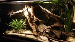 Video P. skalare von naturalR (vqRj5wavnZQ)