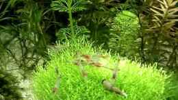 Video Junge Rilis rot/blau von hej kompisar (vrH3-FvQzCA)