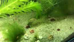 Video Junge Pelvicachromis sacrimontis „RED“ bekommen Farbe von Helga Kury (vxDNEul1by0)