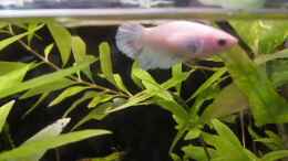 Video Kafi Mädchen Sweety von okefenokee (w0EaywLeoP4)