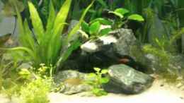 Video Asienbecken von m.k.b.1983 (w3sgLEgEhjI)