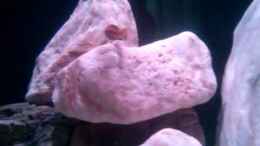 Video Melanochromis johanni Männchen von MikeM. (w4lIqv_Obuc)