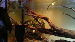 Video Chaana bleheri biotop  von Aqua fan (w7tenG7ZLxA)