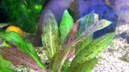 Video Guppybach 4 von schnitzler (wAnl5XNGQlk)