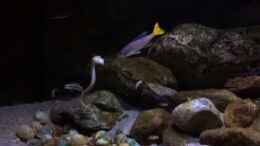 Video Tanganjika von !Fischkopf! (wBWPkfVabdI)