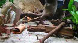 Video Mikrogeophagus sp. Zweifleck von ravaka (wDJeotEvHEY)