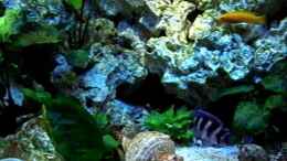 Video meine Tangajikas von Uwe Baumgarten (wEPxibVCK68)