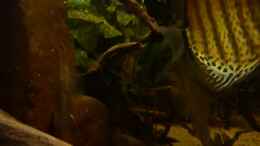 Video Tauchgang im Wurzeldickicht in der Dämmerung 03 von ravaka (wFbqr9DEZAI)