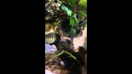 Video Eretmodus cyanostictus "Moba" von Martina (wK8Ls9fKfgE)