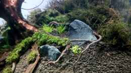 Video The old tree von ehemaliger User (wKSU3aqYfAM)