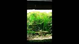 Video a1 von Jungleman (wUFp9J27Dhc)