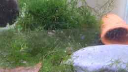 Video Aufzuchtbecken von Stephy (wUdx8UBK1Lc)