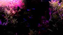 Video ES WIRD ABEND von Intershrimpview (wdNSv6IfL_o)