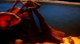 Video Roter Oskar (Pfauenaugenbuntbarsch) von ehemaliger User (wejZblv0N00)