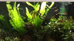 Video warten auf die Fütterung von herkla (whimdKbsWgg)