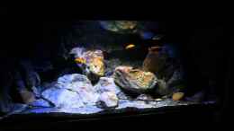 Video Bewegte Bilder meines Malawi Beckens von marxbre (wnh8vB8q9uA)