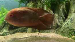 Video Geophagus  von JonnyGranato (wqQCDBm-6vo)