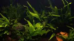 Video Asien_20211028 von Mich (wtXb18aAebg)