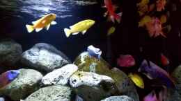 Video Malawis and Stones 3 von ehemaliger User (wwTqa_0-Qyc)