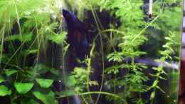 Video Hugo in Action von Acki50 (x-WfNCgQC3c)