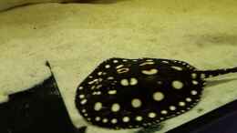 Video Leopoldi BD/Henlei      von Bernd N. (xFfBevZAjVM)