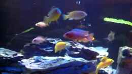 Video Thomas Malawibecken von Thomas Roscher (xG83d6Isgcc)