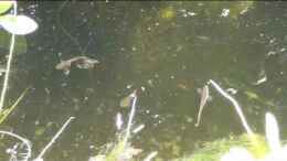 Video China-Makropode, Macropodus ocellatus im Juli von Susanne Axt (xH1RxT4XnRQ)